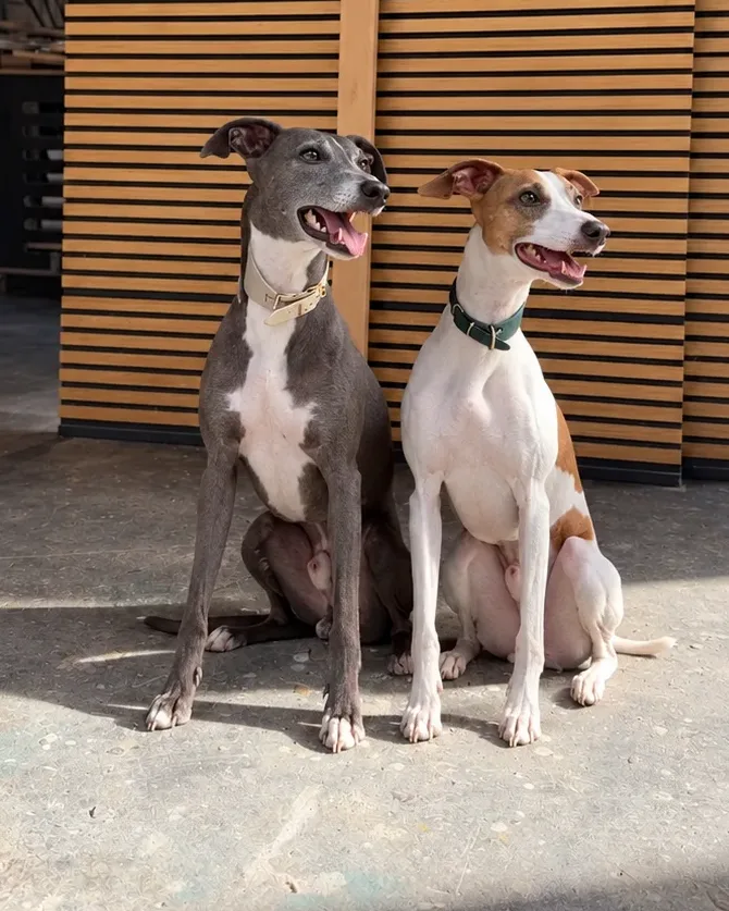 Luigi & Sunny